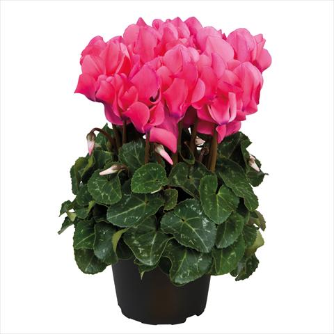Photos von Blumenvarianten benutzt als: Topf Cyclamen persicum midi Ciclamini Midi Neon Pink