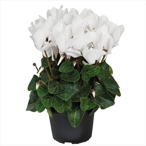 Photos von Blumenvarianten benutzt als: Topf Cyclamen persicum midi SS Allure F1 Pure White