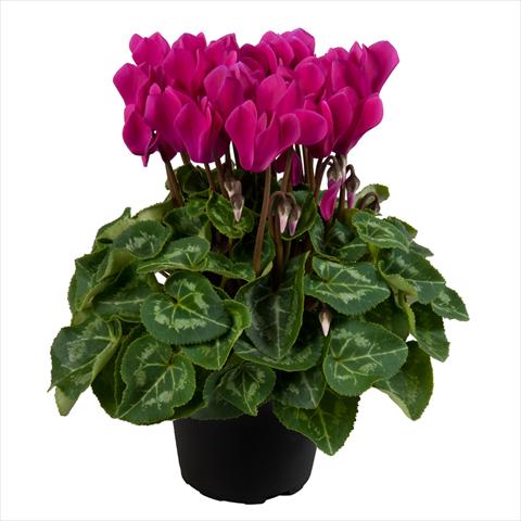 Photos von Blumenvarianten benutzt als: Topf Cyclamen persicum mini SS Carino F1 Dark violet