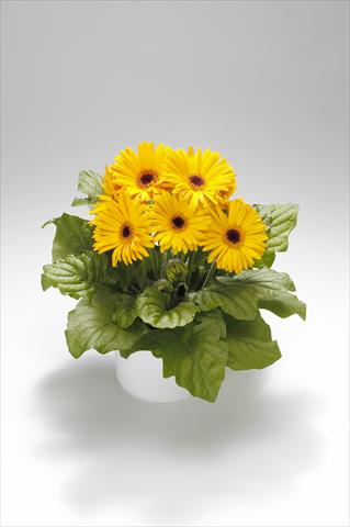 Photos von Blumenvarianten benutzt als: Ampel/Topf Gerbera jamesonii Royal Golden Yellow