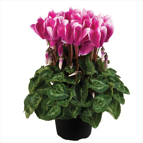 Photos von Blumenvarianten benutzt als: Topf Cyclamen persicum mini SS Carino F1 Fuji Dark Violet