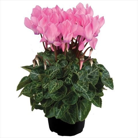 Photos von Blumenvarianten benutzt als: Topf Cyclamen persicum mini SS Carino F1 Neon Pink