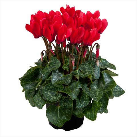 Photos von Blumenvarianten benutzt als: Topf Cyclamen persicum mini SS Carino F1 Red