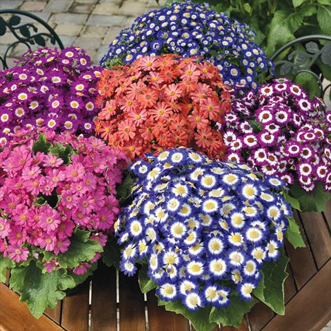 Photos von Blumenvarianten benutzt als: Topf Cineraria Serenissima