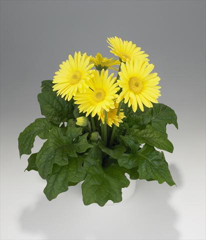 Photos von Blumenvarianten benutzt als: Ampel/Topf Gerbera jamesonii Royal Lemon