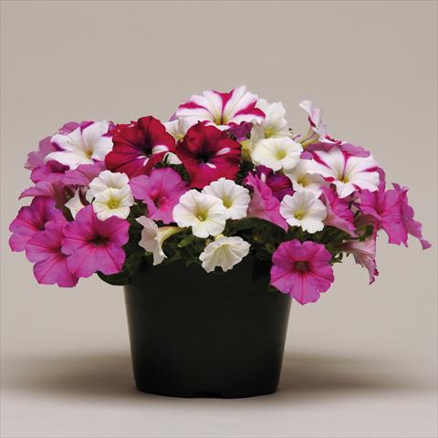 Photos von Blumenvarianten benutzt als: Ampel/Topf 4 Combo ColourGames Strawberry Pie