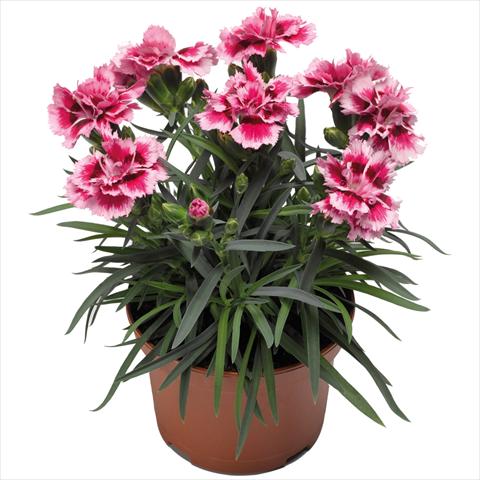 Photos von Blumenvarianten benutzt als: Topf Dianthus Sublime Rose Picotee