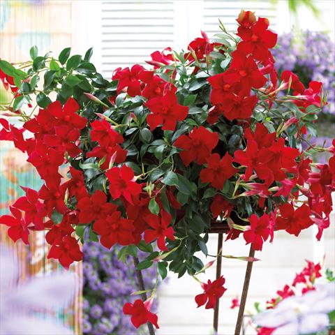 Photos von Blumenvarianten benutzt als: Ampel/Topf Dipladenia Beauty Bright Red
