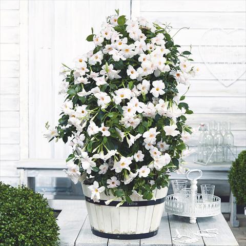 Photos von Blumenvarianten benutzt als: Topf Dipladenia Beauty White
