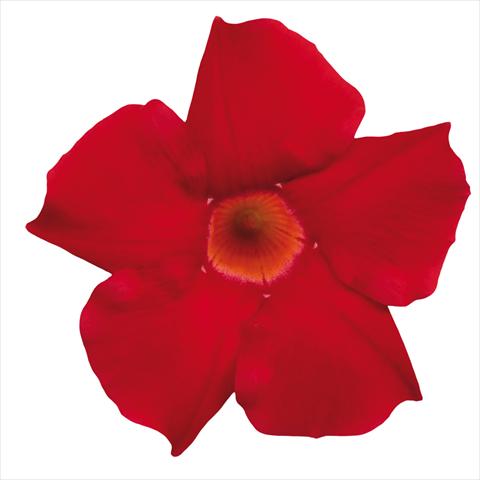 Photos von Blumenvarianten benutzt als: Topf Dipladenia Classic Early Scarlet