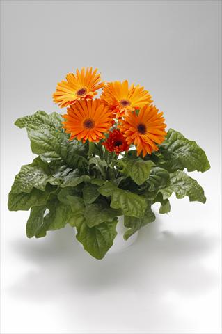 Photos von Blumenvarianten benutzt als: Ampel/Topf Gerbera jamesonii Royal Light Orange