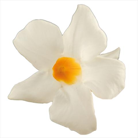 Photos von Blumenvarianten benutzt als: Topf Dipladenia Classic White 16