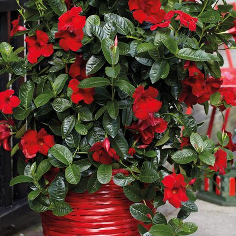 Photos von Blumenvarianten benutzt als: Topf Dipladenia Cosmos Carmine-Red