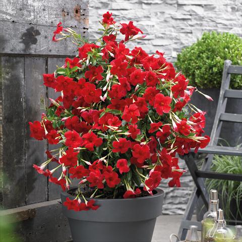 Photos von Blumenvarianten benutzt als: Topf Dipladenia Grand Red