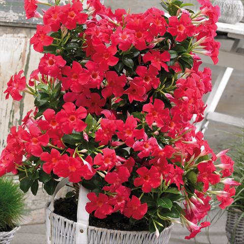 Photos von Blumenvarianten benutzt als: Topf Dipladenia Grand Rose