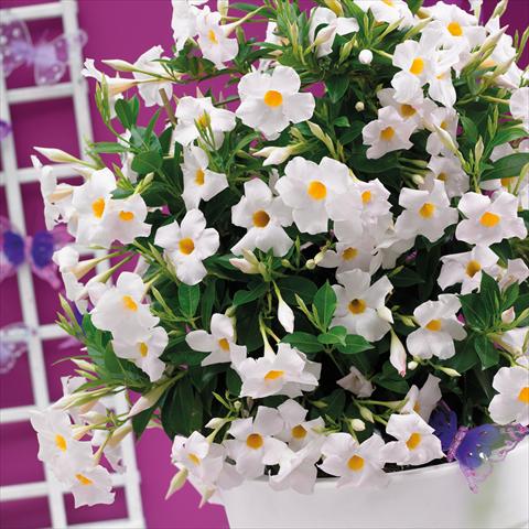 Photos von Blumenvarianten benutzt als: Topf Dipladenia Grand White