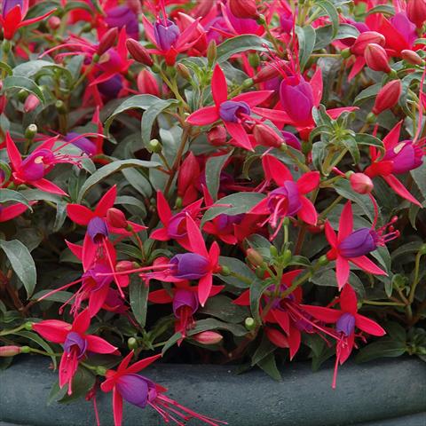 Photos von Blumenvarianten benutzt als: Ampel/Topf Fuchsia hybrida Tinklebell Cherry-Blue