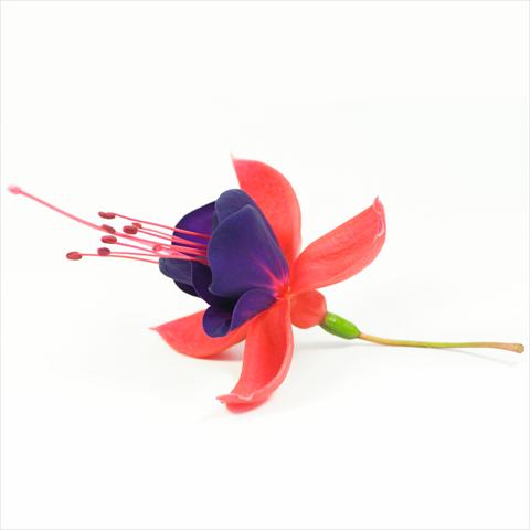Photos von Blumenvarianten benutzt als: Ampel/Topf Fuchsia hybrida Tinklebell Red-Blue
