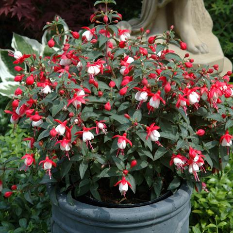 Photos von Blumenvarianten benutzt als: Ampel/Topf Fuchsia hybrida Tinklebell Red-White