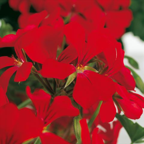 Photos von Blumenvarianten benutzt als: Topf Pelargonium peltatum Prisma Red