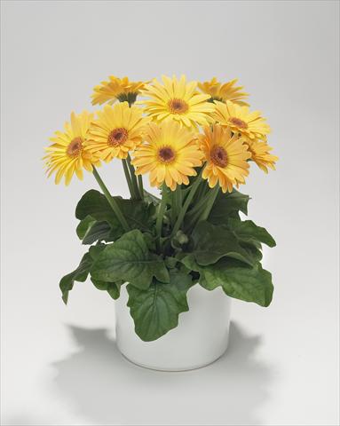 Photos von Blumenvarianten benutzt als: Ampel/Topf Gerbera jamesonii Royal Mini Golden Orange