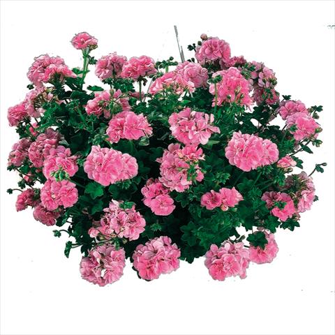 Photos von Blumenvarianten benutzt als: Ampel/Topf Pelargonium peltatum Cottage Light Pink