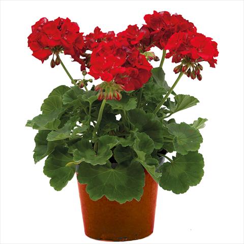 Photos von Blumenvarianten benutzt als: Topf Pelargonium zonale Village Scarlet Red