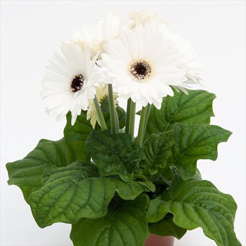 Photos von Blumenvarianten benutzt als: Topf Gerbera jamesonii Contessa Bright White Dark Eye