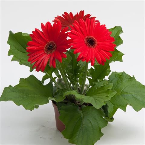 Photos von Blumenvarianten benutzt als: Topf Gerbera jamesonii Contessa Red Dark Eye