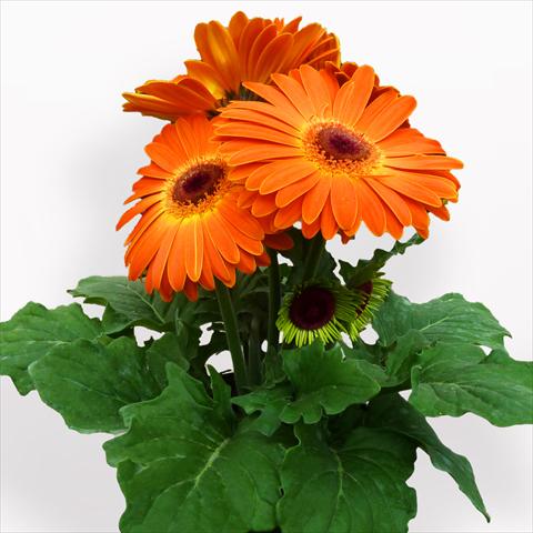 Photos von Blumenvarianten benutzt als: Topf Gerbera jamesonii Contessa Sunset Orange