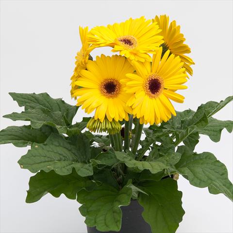Photos von Blumenvarianten benutzt als: Topf Gerbera jamesonii Contessa Yellow Dark Eye