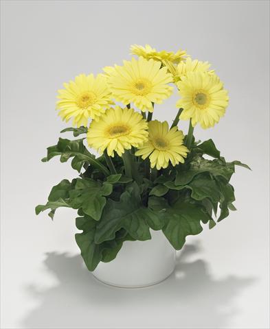 Photos von Blumenvarianten benutzt als: Ampel/Topf Gerbera jamesonii Royal Mini Lime Yellow