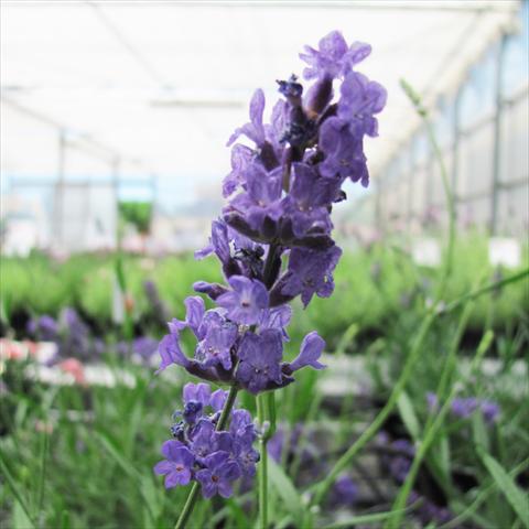 Photos von Blumenvarianten benutzt als: Topf und Beet Lavandula stoechas Lavinia Forever Blue