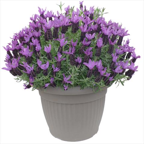 Photos von Blumenvarianten benutzt als: Topf und Beet Lavandula stoechas Lavinia Purple