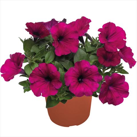 Photos von Blumenvarianten benutzt als: Ampel/Topf Petunia hybrida Top-Tunia Purple