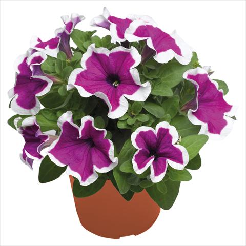 Photos von Blumenvarianten benutzt als: Ampel/Topf Petunia hybrida Top-Tunia Purple Picotee