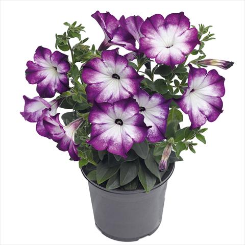 Photos von Blumenvarianten benutzt als: Ampel/Topf Petunia hybrida Top-Tunia Style Blue Swing