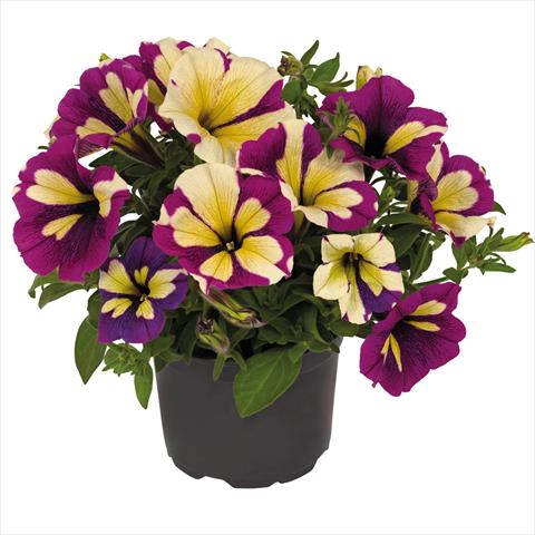 Photos von Blumenvarianten benutzt als: Topf Petunia hybrida Top-Tunia Style Lavender Star