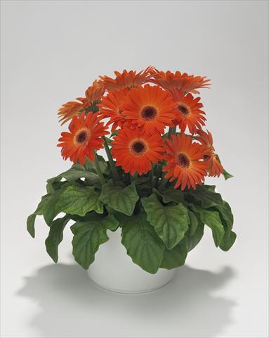 Photos von Blumenvarianten benutzt als: Ampel/Topf Gerbera jamesonii Royal Mini Orange
