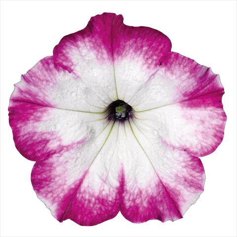 Photos von Blumenvarianten benutzt als: Topf Petunia hybrida Top-Tunia Style Purple Swing