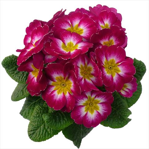 Photos von Blumenvarianten benutzt als: Topf und Beet Primula acaulis, veris, vulgaris Primabella Purple