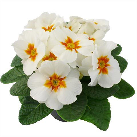 Photos von Blumenvarianten benutzt als: Topf und Beet Primula acaulis, veris, vulgaris Primabella White