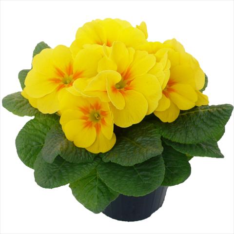 Photos von Blumenvarianten benutzt als: Topf und Beet Primula acaulis, veris, vulgaris Primabella Yellow