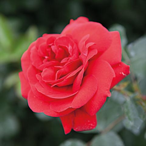 Photos von Blumenvarianten benutzt als: Topf und Beet Rosa Tea Scarlet Bonica