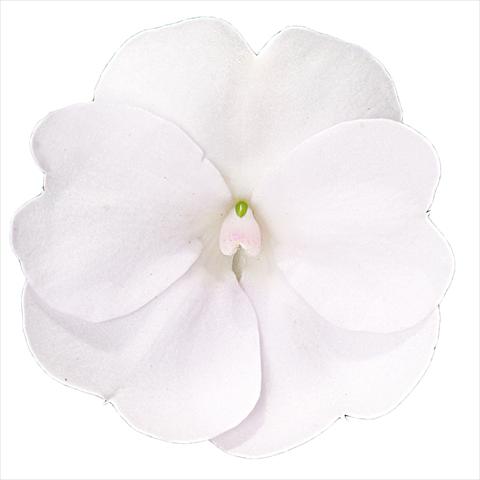 Photos von Blumenvarianten benutzt als: Beet, Topf oder Ampel Impatiens N. Guinea Sunpatiens Clear White
