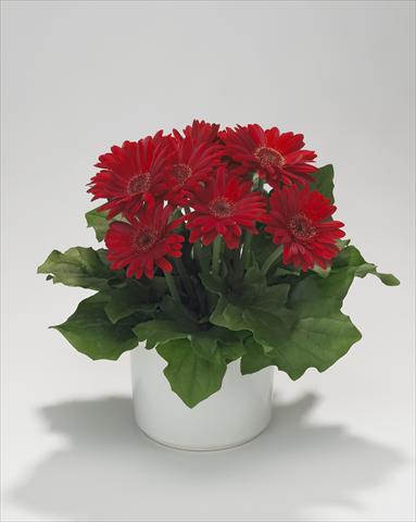 Photos von Blumenvarianten benutzt als: Ampel/Topf Gerbera jamesonii Royal Mini Red