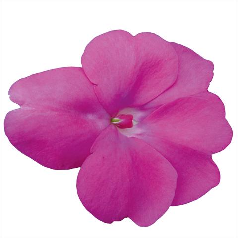 Photos von Blumenvarianten benutzt als: Beet, Topf oder Ampel Impatiens N. Guinea Sunpatiens Hot Lilac