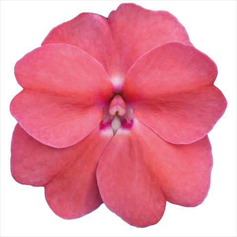 Photos von Blumenvarianten benutzt als: Beet, Topf oder Ampel Impatiens N. Guinea Sunpatiens Pink Pearl