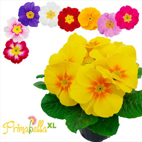 Photos von Blumenvarianten benutzt als: Topf und Beet Primula acaulis, veris, vulgaris Primabella XL