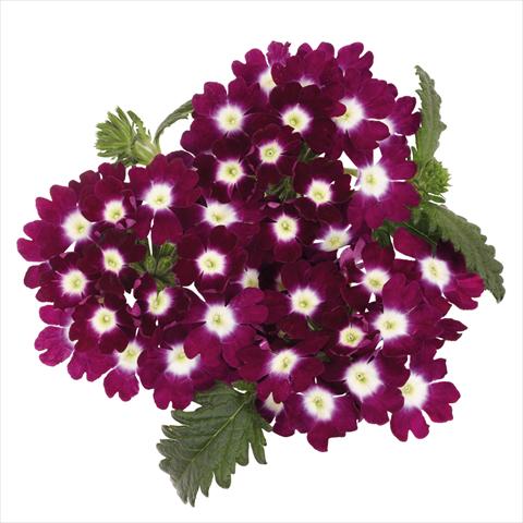 Photos von Blumenvarianten benutzt als: Topf Verbena hybrida Majesty Burgundy Charme